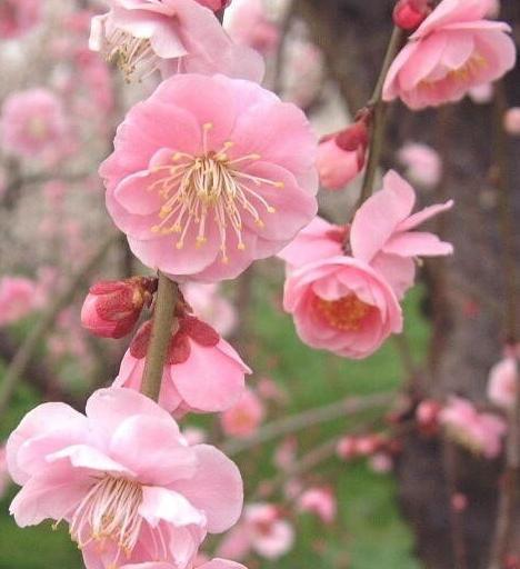 美人梅是一种什么植物?
