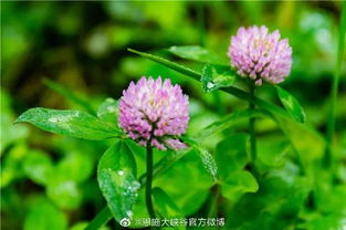 这种草叫什么名字?