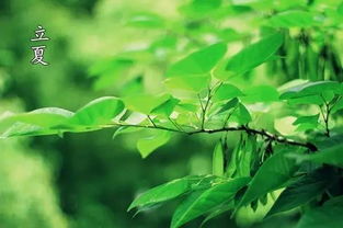 阅读下面两首宋诗,完成第小题。(8分)夏意 苏舜钦别院深深夏席清,石榴开