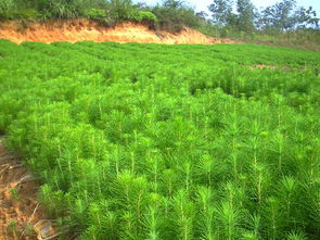 松树苗价格多少钱一棵，松树苗圃专用除草剂