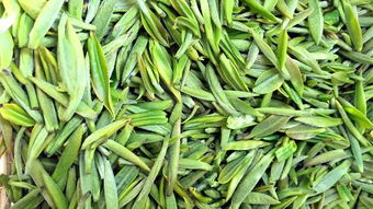 且将新火试新茶是出自哪里?