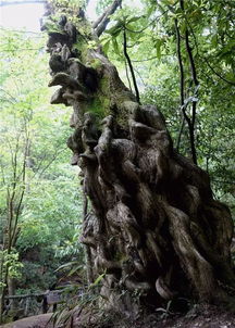 囷囷是什么意思，囷囷子是什么菜