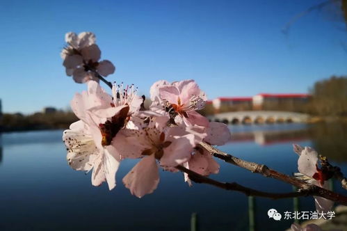 我喜欢的季节是春天800字，我喜欢的季节是春天英语怎么说