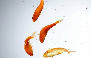 鲸鱼英文怎么读，你多久喂一次这些金鱼英文