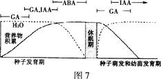 iaa的生理作用