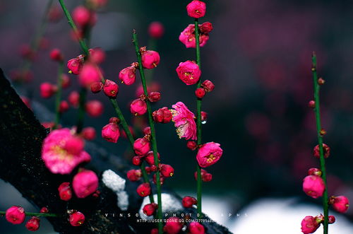 那时花开作文