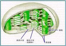 质体是什么，质体蓝素