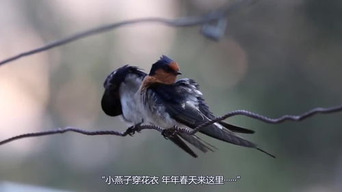 春天燕子从哪里飞回哪里，春天燕子从什么地方飞回来了
