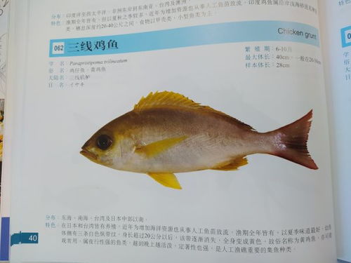 好丽友好多鱼图片，好多鱼图片手机背景