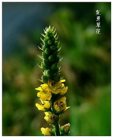 龙芽属于什么茶叶?