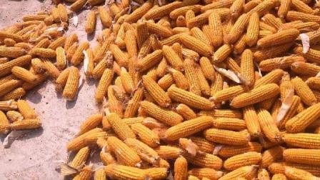 棒子英语，棒子老虎鸡游戏规则