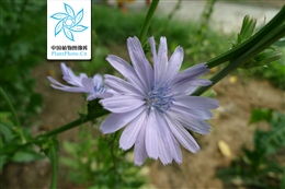 菊苣怎么炒菜?