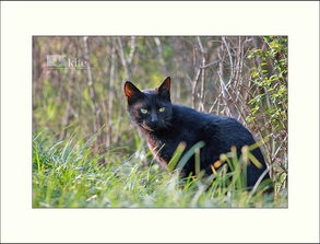 兔子与黑猫的故事，黑猫的故事情节