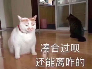 凑合的意思，凑合着过
