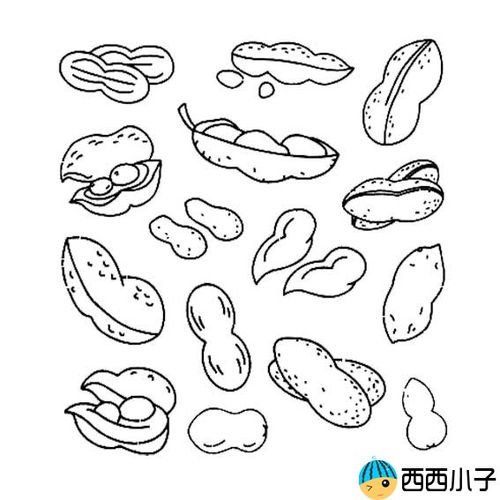素描花生怎么画，花生怎么画好看