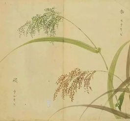 黍离之悲意思是什么，黍离之悲出自