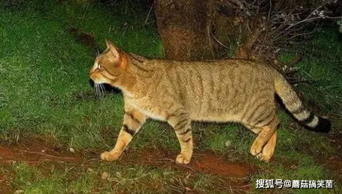 野狸子是什么动物