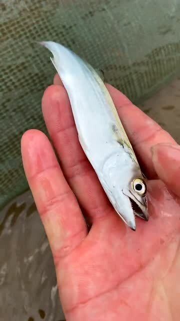 鱼一共有多少种类