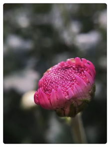 诗句“遥怜故园菊,应傍战场开”的意思及全文赏析?