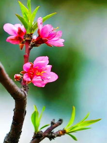 什么花走着开脑筋急转弯答案，什么花走着开打一字