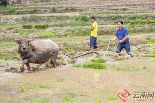 犁的地好还是旋的地好?