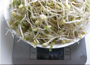 生豆芽的过程，生豆芽的步骤与方法