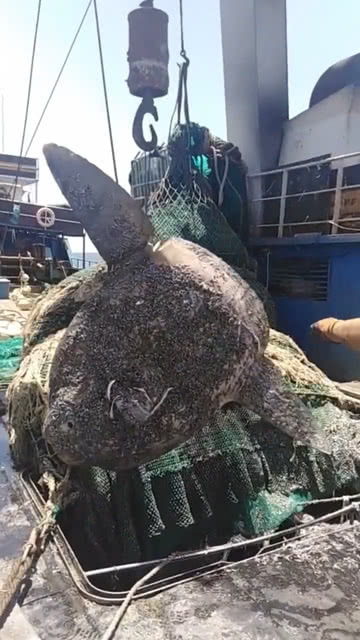 庞然大物的意思