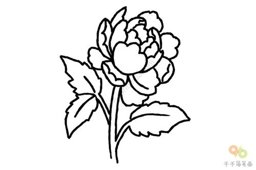 牡丹花简笔画怎么画?