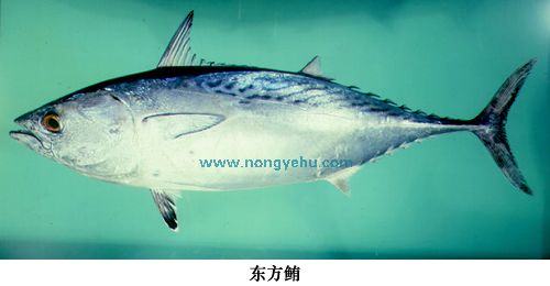 鲔怎么读 怎么读鲔字