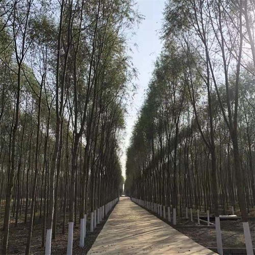 行道树是什么