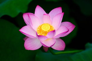 描写“荷花”的四字词语有哪些?