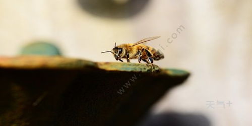 被蜜蜂蛰了怎么消肿 快速缓解蜜蜂蛰伤的方法?