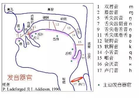 气管的拼音，器官的拼音和组词