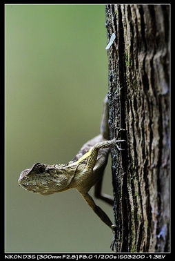 lizard怎么读，lizard boy是什么意思