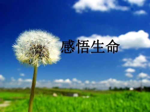 生命的心得感悟