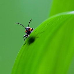 蛰伏的意思是什么?