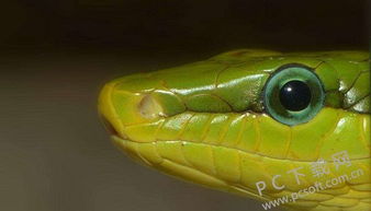 snakes是什么意思，old snake是什么意思