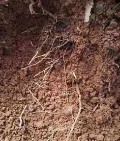 断根缩坨，断根原理