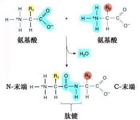 肽键是什么?