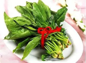 大力菠菜app官网，大力菠菜网