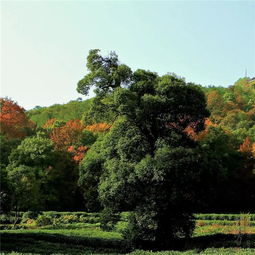 青山独归远全诗，荷笠带斜阳,青山独归远