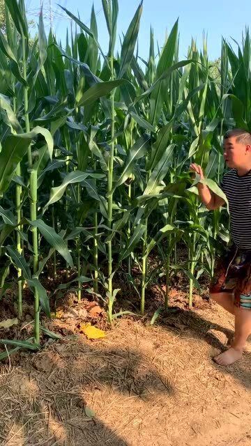 玉米地的稻草人恐怖片叫什么