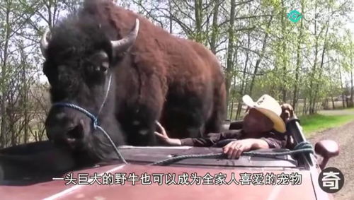 恍然大悟的意思，庞然大物的意思庞的意思