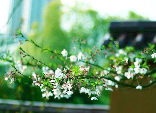 春字组词有哪些，花字组词