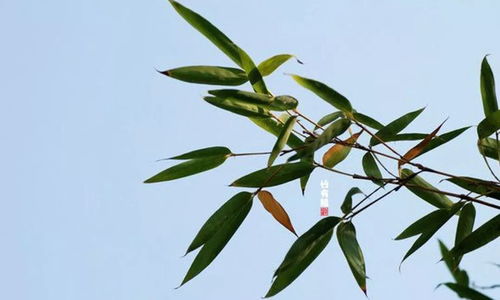 熠组词组，熠组词两字