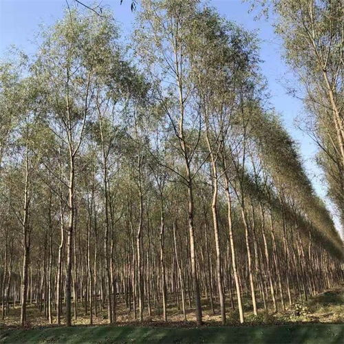 行道树张晓风，行道树栽植标准规范