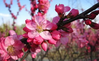 花桃鹦鹉，花桃app赚钱是真的吗