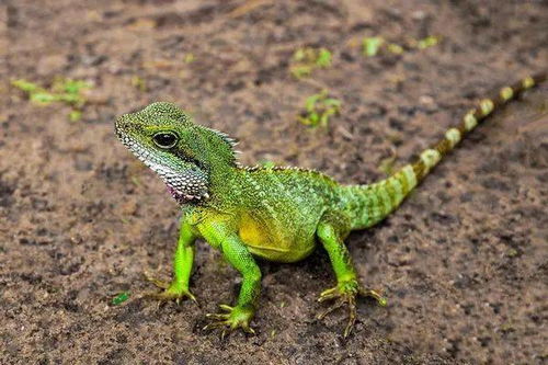lizard怎么读
