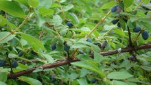蓝靛染料，蓝靛果树苗