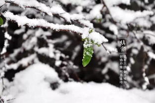缜密的读音，缜怪读音